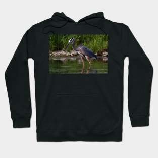 Great Blue Heron catches fish Hoodie